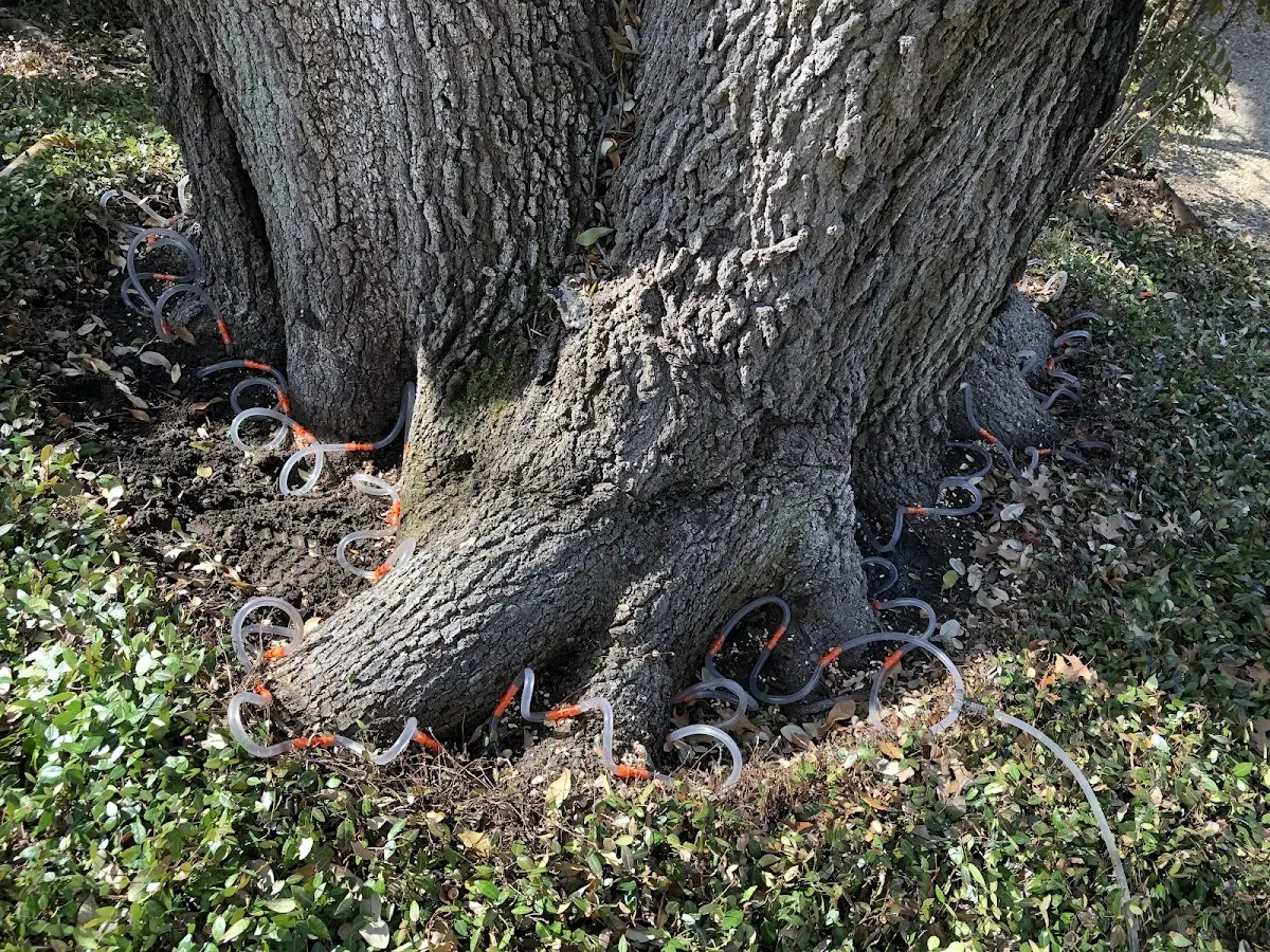 Detailed Tree Cabling and Bracing job site in Port Orford