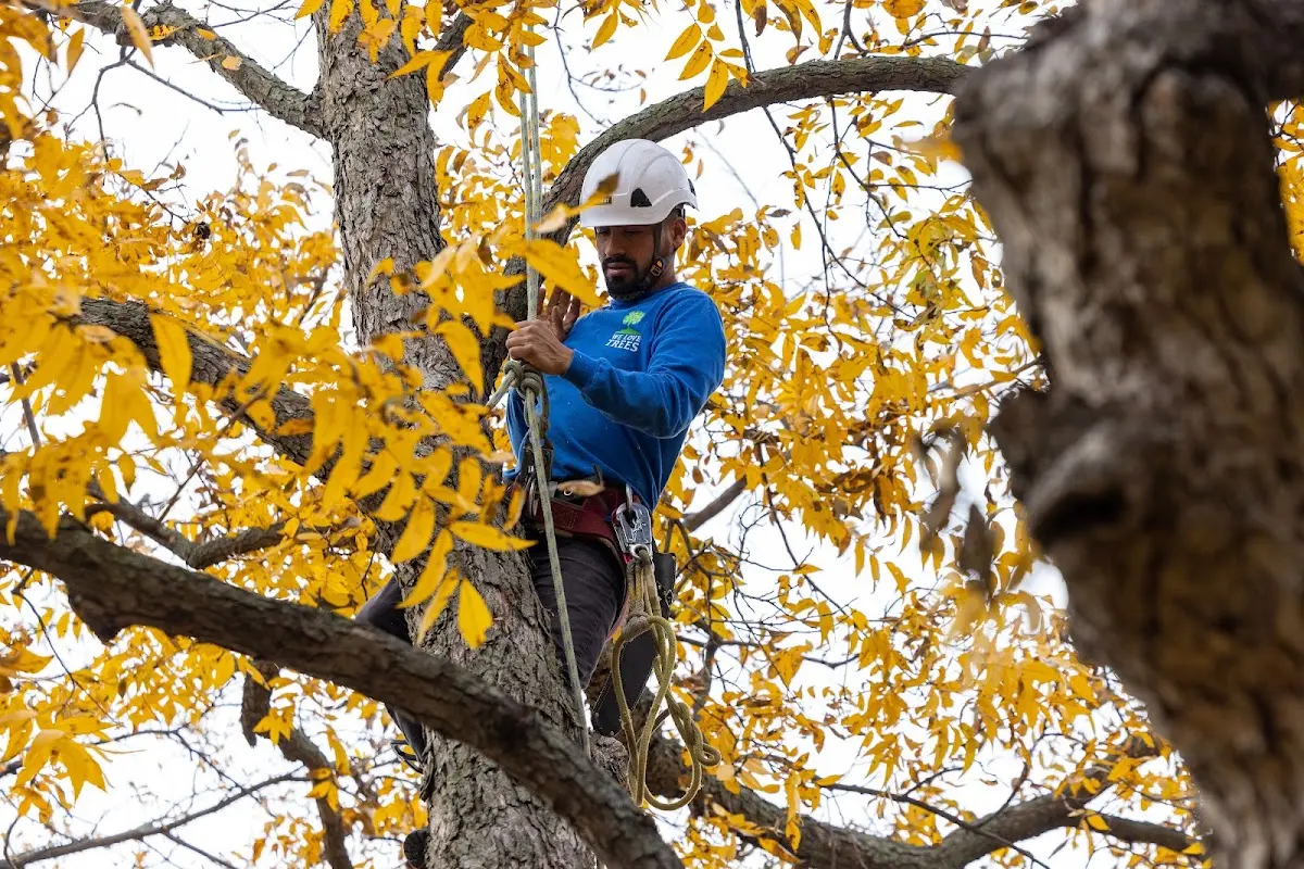 Skilled Tree Pruning crew working in Port Orford