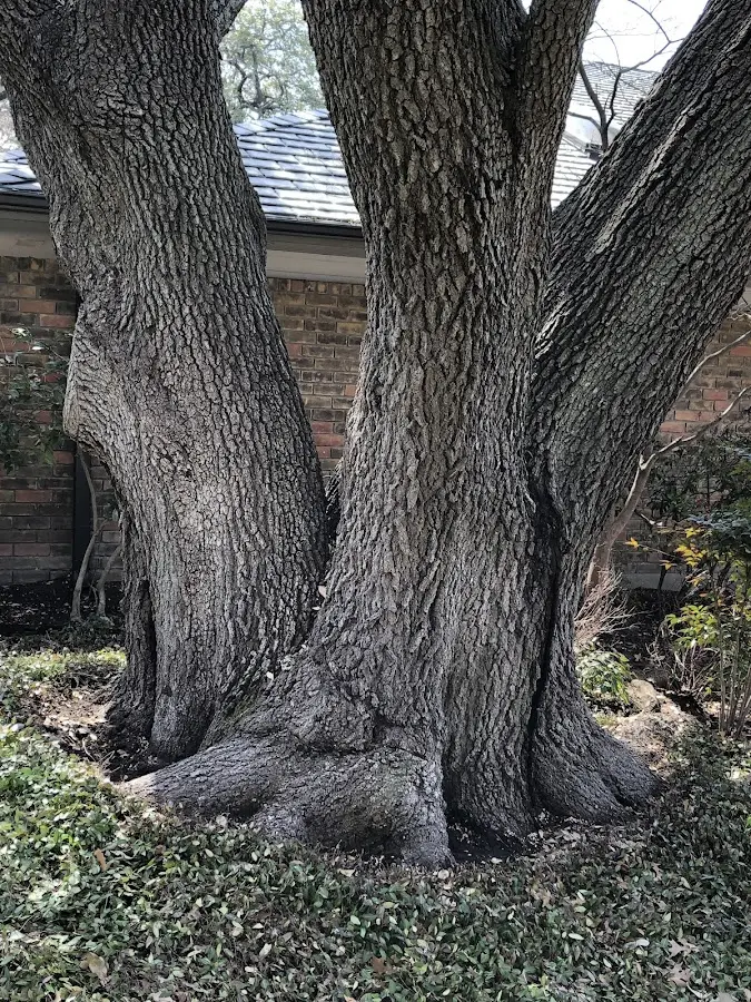 Mature heritage tree close to a Port Orford property cared for by certified arborists